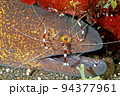 Yellowmargin Moray Eel with Cleaner Shrimp 94377961