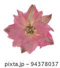 ピンクの押し花 94378037