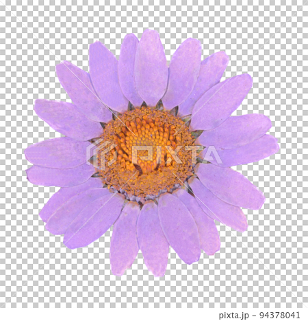 淡紫色壓花瑪格麗特 淡紫色壓花瑪格麗特 94378041