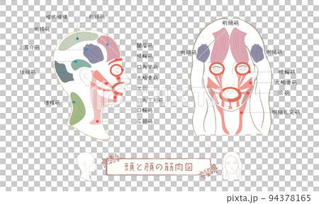 頭部肌肉、面部肌肉、頭部肌肉和麵部illustration_02 94378165