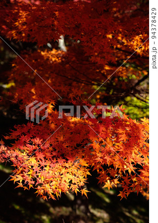紅葉 紅葉 94378429