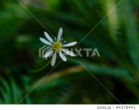 キク科シオン属サワシロギク開花 キク科シオン属サワシロギク開花 94378441