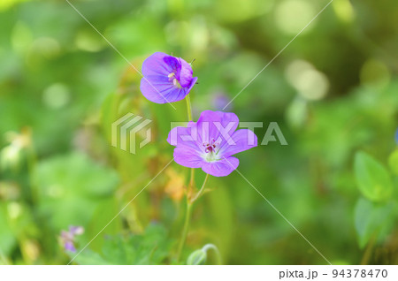 赤紫の可憐な花を咲かせるアケボノフウロ 94378470
