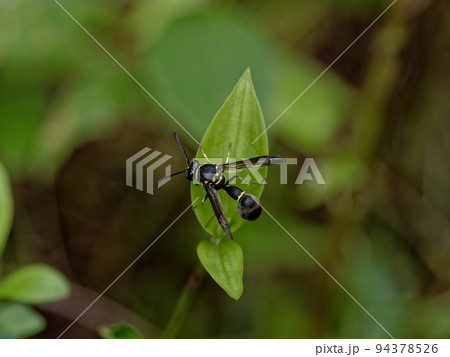 ドロバチ亜科キボシトックリバチ ドロバチ亜科キボシトックリバチ 94378526