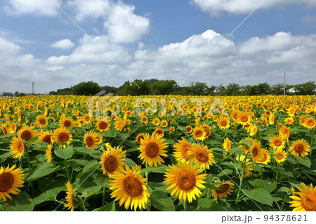 埼玉県川越市　伊佐沼東岸花畑の満開の遅咲きひまわりと青空 94378621