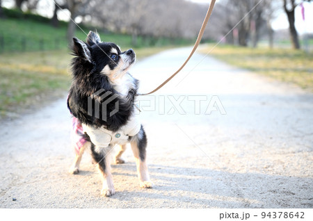 飼い主とアイコンタクトをしながら散歩するシニアチワワ 飼い主とアイコンタクトをしながら散歩するシニアチワワ 94378642