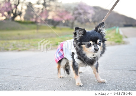 立ち止まり散歩を嫌がるシニアチワワ 立ち止まり散歩を嫌がるシニアチワワ 94378646