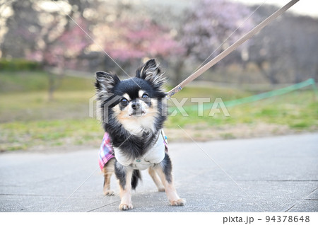 立ち止まり散歩が嫌だとカメラを持つ飼い主に訴えるシニアチワワ 立ち止まり散歩が嫌だとカメラを持つ飼い主に訴えるシニアチワワ 94378648