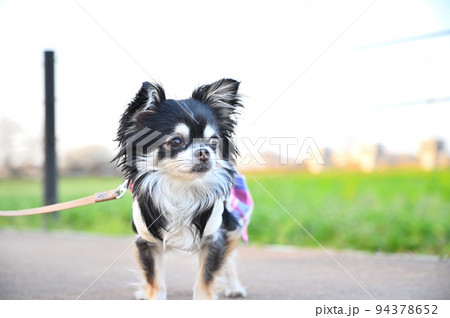 幼いチワワのお散歩 幼いチワワのお散歩 94378652