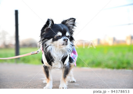 お散歩中に目を閉じて何か考える幼いチワワ お散歩中に目を閉じて何か考える幼いチワワ 94378653