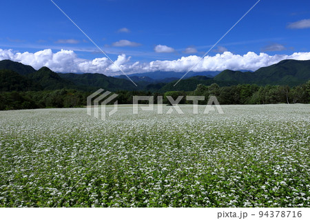 福島県南会津郡南会津町八総　舘岩地域の高杖原地区に広がるたかつえそば畑下段の白い蕎麦の花と夏の青空 94378716