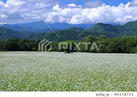 福島県南会津郡南会津町八総 舘岩地域の高杖原地区に広がるたかつえそば畑下段の白い蕎麦の花と夏の青空 福島県南会津郡南会津町八総 舘岩地域の高杖原地区に広がるたかつえそば畑下段の白い蕎麦の花と夏の青空 94378721