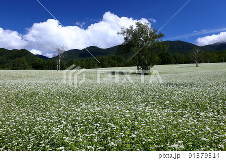 福島県南会津郡南会津町八総 舘岩地域の高杖原地区に広がるたかつえそば畑上段の白い蕎麦の花と夏の青空 福島県南会津郡南会津町八総 舘岩地域の高杖原地区に広がるたかつえそば畑上段の白い蕎麦の花と夏の青空 94379314