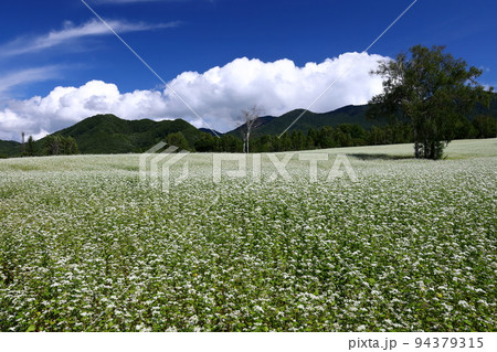 福島県南会津郡南会津町八総 舘岩地域の高杖原地区に広がるたかつえそば畑上段の白い蕎麦の花と夏の青空 福島県南会津郡南会津町八総 舘岩地域の高杖原地区に広がるたかつえそば畑上段の白い蕎麦の花と夏の青空 94379315