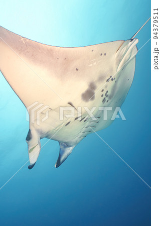 マンタ 94379511
