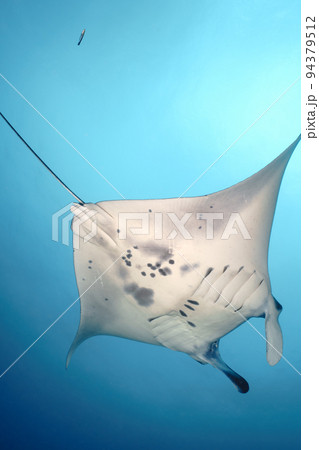 マンタ マンタ 94379512