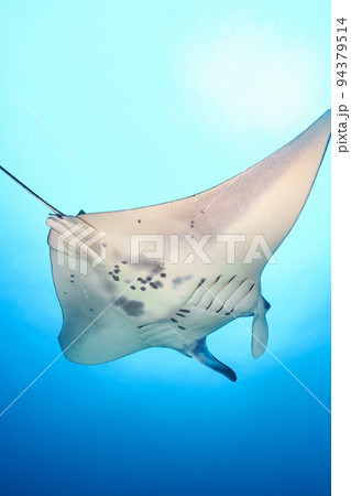 マンタ 94379514