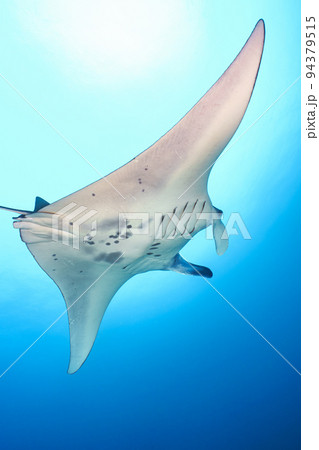 マンタ 94379515