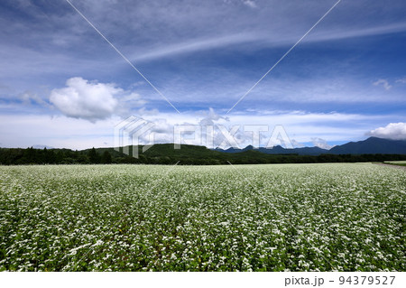 福島県南会津郡下郷町沢田 猿楽台地の広大なそば畑の白い蕎麦の花と青空と筋雲 福島県南会津郡下郷町沢田 猿楽台地の広大なそば畑の白い蕎麦の花と青空と筋雲 94379527