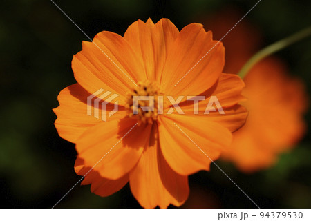 キバナコスモス（黄色花秋桜）の花姿に変気をもらう 94379530