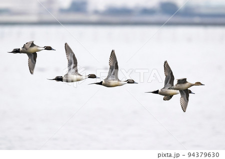オナガガモ飛翔 94379630