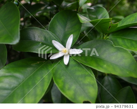 キンカンの花 94379631