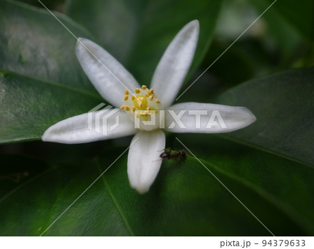 キンカンの花 キンカンの花 94379633