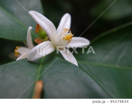 キンカンの花 94379634