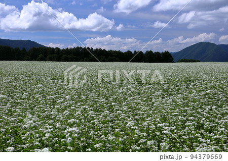 福島県南会津郡下郷町沢田 猿楽台地の広大なそば畑の白い蕎麦の花と青空と雲 福島県南会津郡下郷町沢田 猿楽台地の広大なそば畑の白い蕎麦の花と青空と雲 94379669