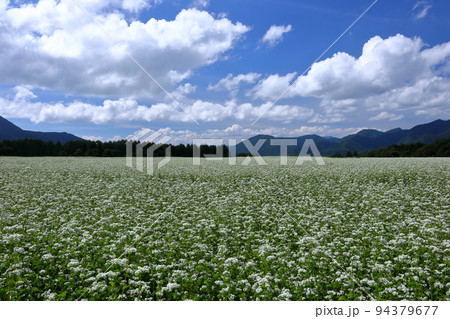 福島県南会津郡下郷町沢田　猿楽台地の広大なそば畑の白い蕎麦の花と青空と雲 94379677