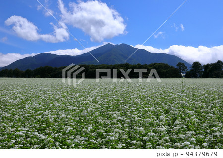 福島県南会津郡下郷町沢田　猿楽台地の広大なそば畑の白い蕎麦の花と青空と雲 94379679