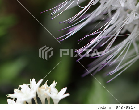 キャットウィスカー・ネコノヒゲ キャットウィスカー・ネコノヒゲ 94379817