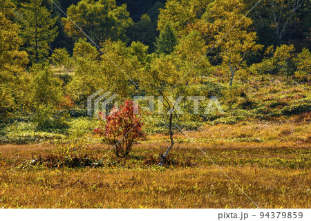 草紅葉の湿原の紅葉 草紅葉の湿原の紅葉 94379859