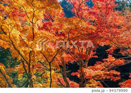 日本一の渓谷美　山梨甲府の秋の絶景　紅葉の昇仙峡 94379990