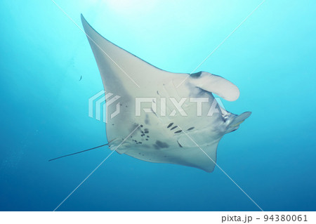 マンタ 94380061