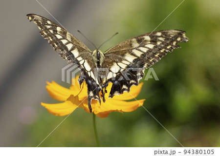 キバナコスモスの蜜を美味しそうに啄むアゲハ蝶 94380105