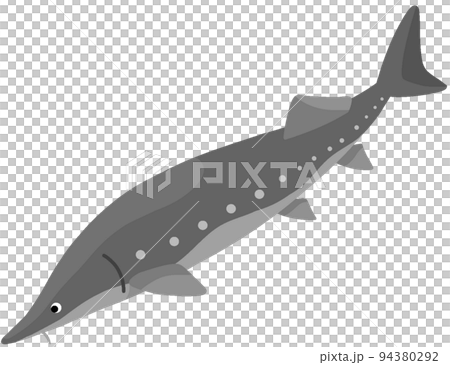 最好的鱘魚 94380292