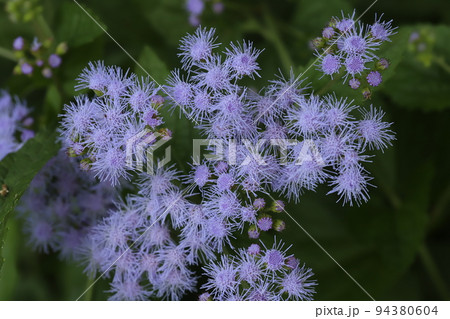 日本の秋の庭に咲く青紫色のアゲラタムの花 94380604