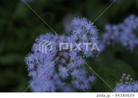日本の秋の庭に咲く青紫色のアゲラタムの花 日本の秋の庭に咲く青紫色のアゲラタムの花 94380609
