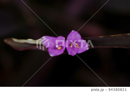 花も葉も紫のパープルハート(紫御殿)の花姿がユニークで面白い 花も葉も紫のパープルハート(紫御殿)の花姿がユニークで面白い 94380821