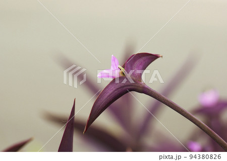 花も葉も紫のパープルハート(紫御殿)の花姿がユニークで面白い 花も葉も紫のパープルハート(紫御殿)の花姿がユニークで面白い 94380826