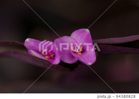 花も葉も紫のパープルハート(紫御殿)の花姿がユニークで面白い 94380828