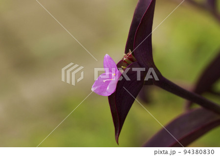 花も葉も紫のパープルハート(紫御殿)の花姿がユニークで面白い 94380830