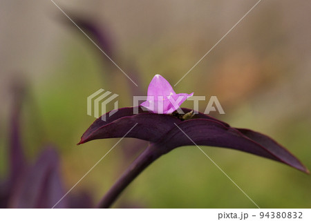 花も葉も紫のパープルハート(紫御殿)の花姿がユニークで面白い 花も葉も紫のパープルハート(紫御殿)の花姿がユニークで面白い 94380832