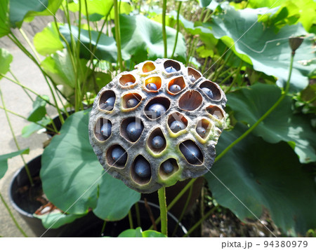 蓮の花の後に大きくなった花托と黒い実 蓮の花の後に大きくなった花托と黒い実 94380979