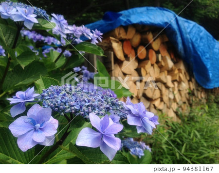 薪ストーブ用の薪とアジサイ 薪ストーブ用の薪とアジサイ 94381167