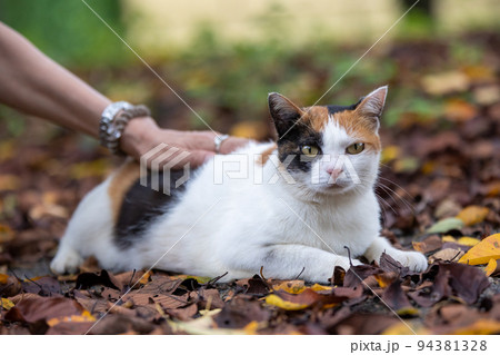 人懐こい公園の三毛猫 人懐こい公園の三毛猫 94381328