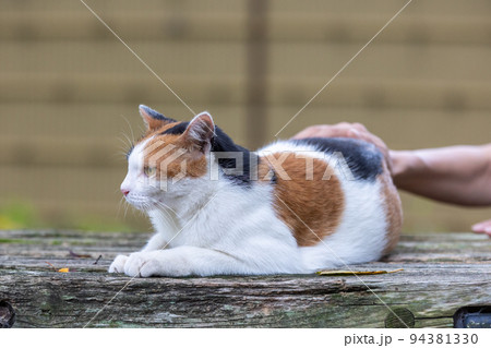 人懐こい公園の三毛猫 人懐こい公園の三毛猫 94381330