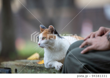 人懐こい公園の三毛猫 人懐こい公園の三毛猫 94381331