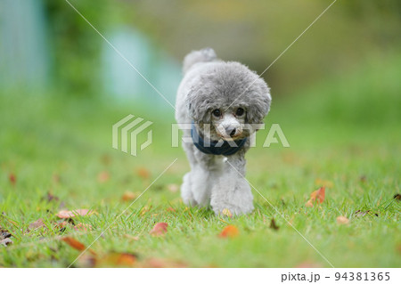 草むらの小道を歩くトイプードル 草むらの小道を歩くトイプードル 94381365